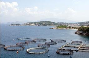 Picture : Fish Farm in South of France