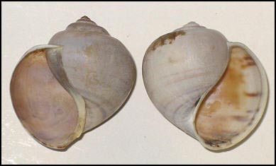 [Photo : coquilles dextre et snestre]