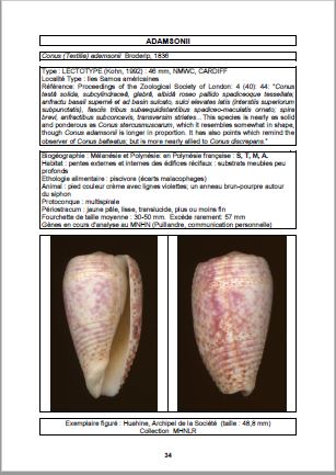 [Photo : Fiche du Conus adamsonii]