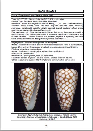 [Photo : Fiche du Conus marchionatus]