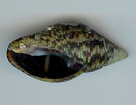 437l