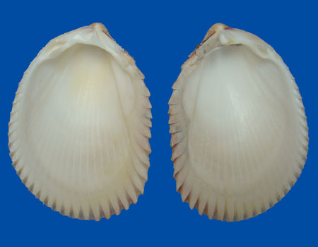 613l