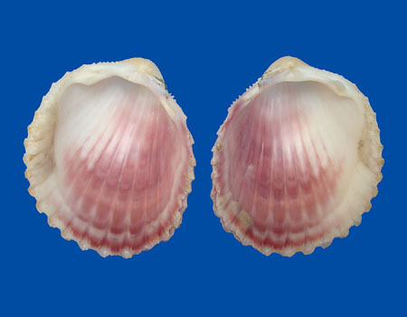 616l
