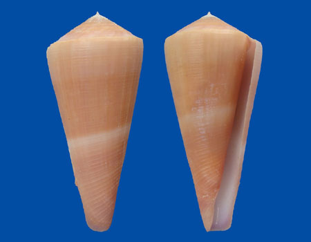 1507l