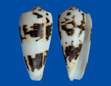 1571l
