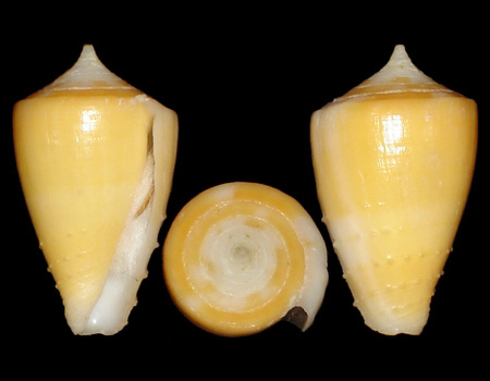 1836l
