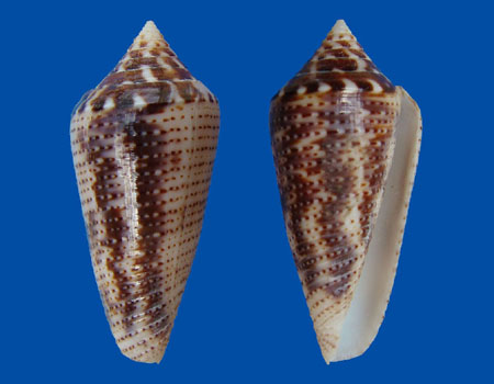 2050l