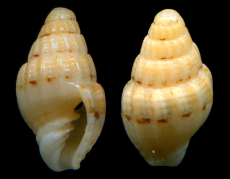 2142l