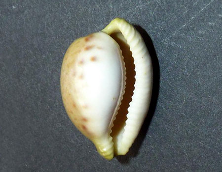 2330l