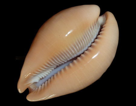2526l