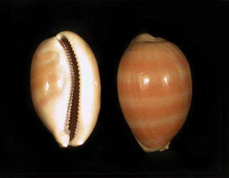 2538l