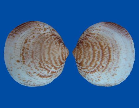 3096l