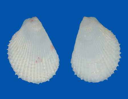 3373l