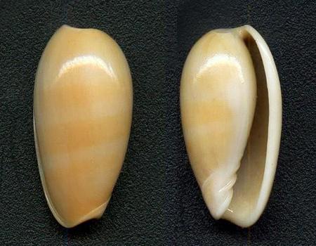 3597l