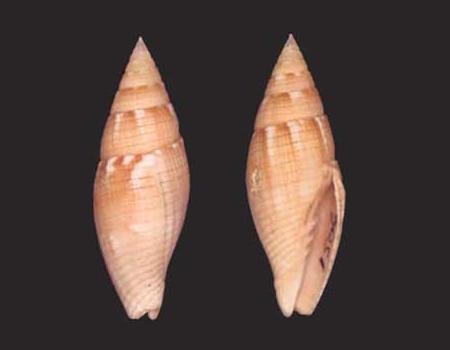 3739l