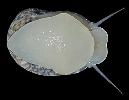 4488l
