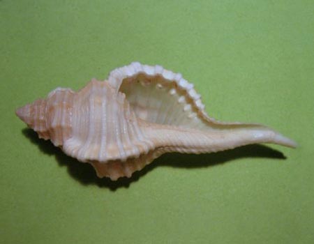 5536l