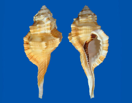 5539l