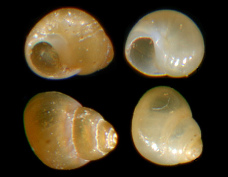 5583l