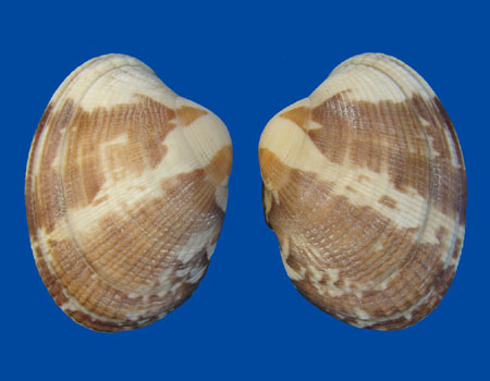 6613l