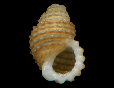 7971l