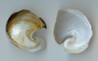 203l