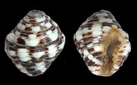 395l
