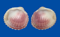 616l