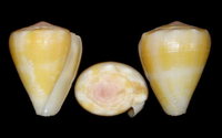 1727l