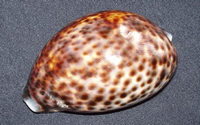 2304l
