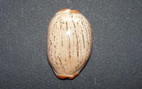 2498l
