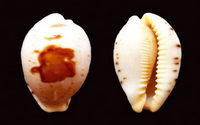 2689l