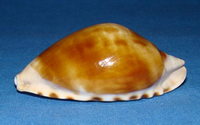 2828l