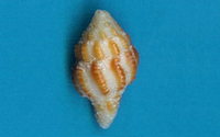 3029l