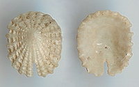 3064l