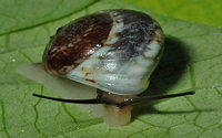 3295l