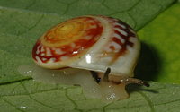 3299l