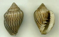 3523l