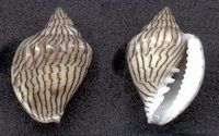 3524l