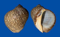 4180l