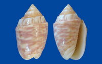 4756l