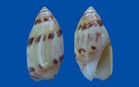 4876l