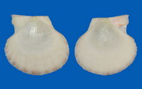 5083l