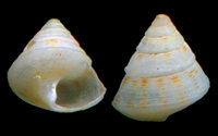 5306l