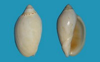 6731l